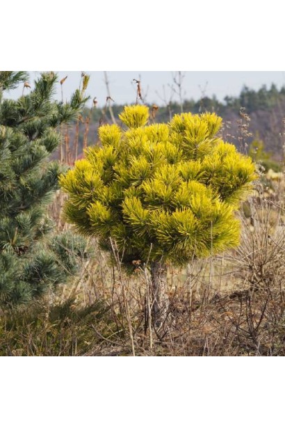 Сосна гірська Офір на штамбі в ландшафті